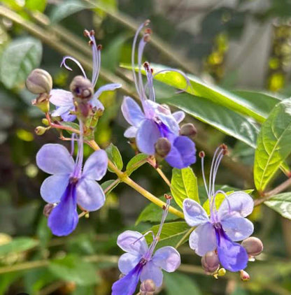 Bees Plant Hub Blue Butterfly / Rotheca Myricoides Flowering Plant