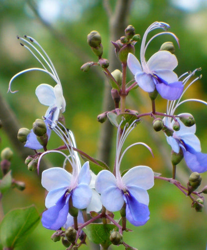 Bees Plant Hub Blue Butterfly / Rotheca Myricoides Flowering Plant
