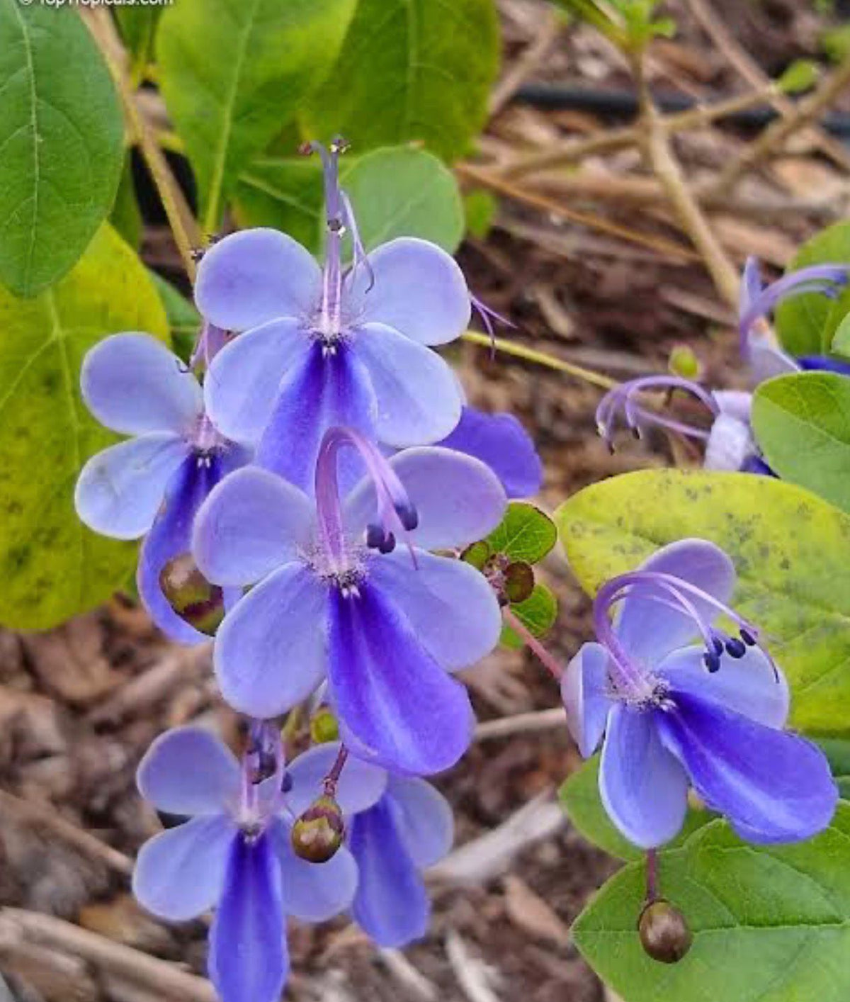 Bees Plant Hub Blue Butterfly / Rotheca Myricoides Flowering Plant