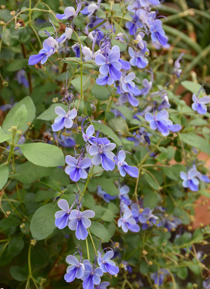 Bees Plant Hub Blue Butterfly / Rotheca Myricoides Flowering Plant