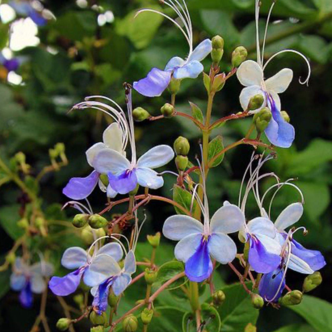 Bees Plant Hub Blue Butterfly / Rotheca Myricoides Flowering Plant