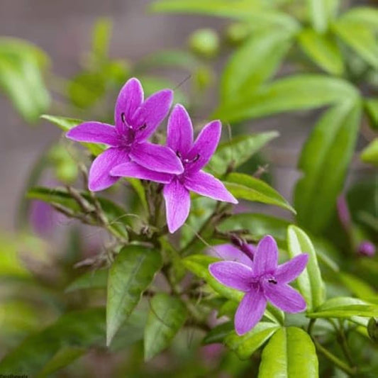 Bees Plant Hub Blue Jasmine Highly Fragrant Very Rare Live Plant