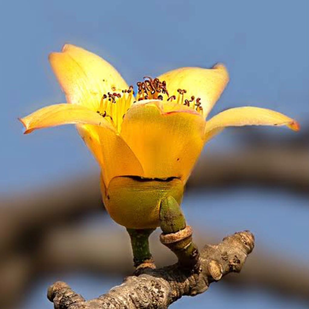 Bees Plant Hub Yellow Silk-Cotton Tree (Bombax ceiba) Rare Live Plant