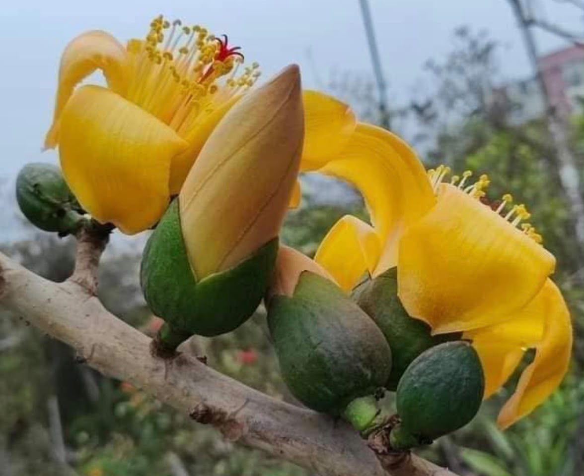 Bees Plant Hub Yellow Silk-Cotton Tree (Bombax ceiba) Rare Live Plant