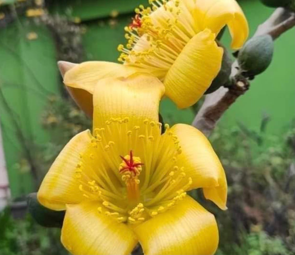 Bees Plant Hub Yellow Silk-Cotton Tree (Bombax ceiba) Rare Live Plant