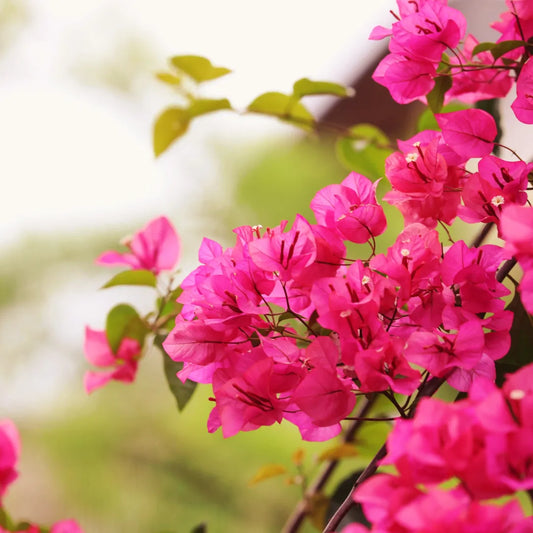 Bees Plant Hub Bougainvillea Pink Creeper (Paper Flower) Flowering Live Plant