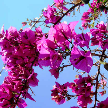 Bees Plant Hub Bougainvillea Purple Creeper (Paper Flower) Flowering Live Plant