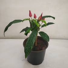 Brazilian Candle /Pavonia multiflora – Fragrant Flowering live Plant