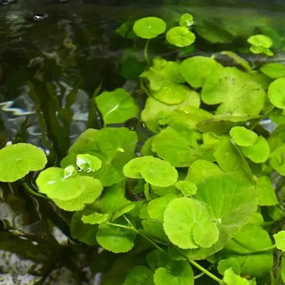 Bees Plant Hub Brazilian Pennywort (hydrocotyle leucocephala) Aquarium Live Plant