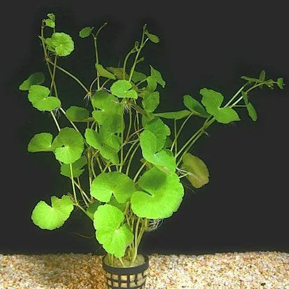 Bees Plant Hub Brazilian Pennywort (hydrocotyle leucocephala) Aquarium Live Plant