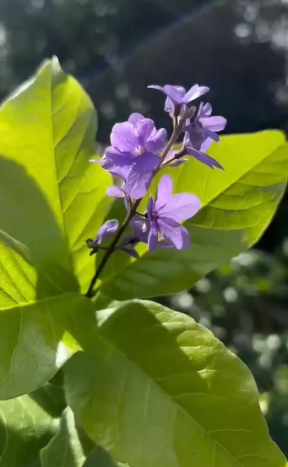 Bees Plant Hub Bush Purple Wreath, Sandpaper Rare Flowering Live Plant