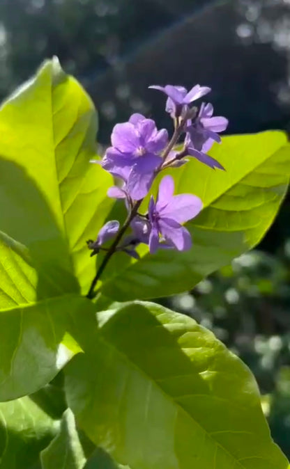 Bees Plant Hub Bush Purple Wreath, Sandpaper Rare Flowering Live Plant