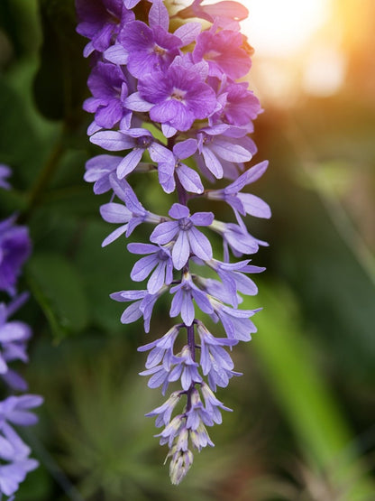 Bees Plant Hub Bush Purple Wreath, Sandpaper Rare Flowering Live Plant