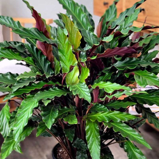 Bees Plant Hub Calathea Rufibarba | Indoor Plant