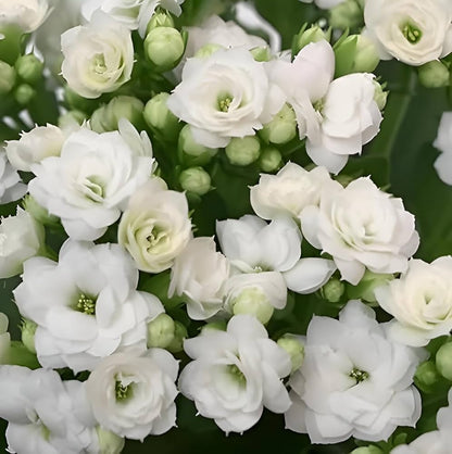 Bees Plant Hub White Kalanchoe (Blossfeldiana) All Time Flowering Live Plant