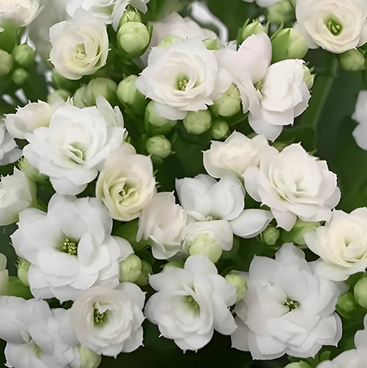 Bees Plant Hub White Kalanchoe (Blossfeldiana) All Time Flowering Live Plant