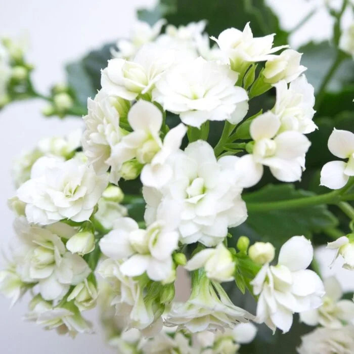 Bees Plant Hub White Kalanchoe (Blossfeldiana) All Time Flowering Live Plant