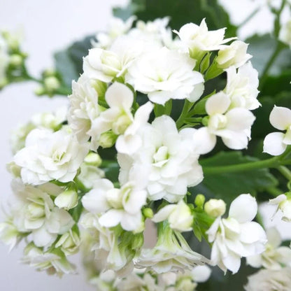 Bees Plant Hub White Kalanchoe (Blossfeldiana) All Time Flowering Live Plant