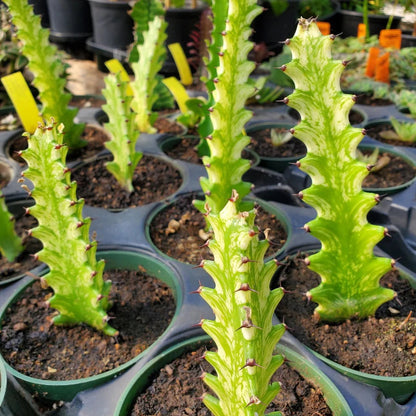 Bees Plant Hub Euphorbia Lactea Variegated Cactus Live Plant