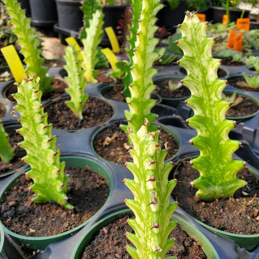 Bees Plant Hub Euphorbia Lactea Variegated Cactus Live Plant