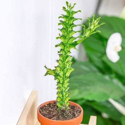 Bees Plant Hub Euphorbia Lactea Variegated Cactus Live Plant