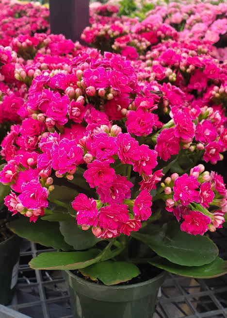 Bees Plant Hub Dark Pink Kalanchoe (Blossfeldiana) All Time Flowering Live Plant