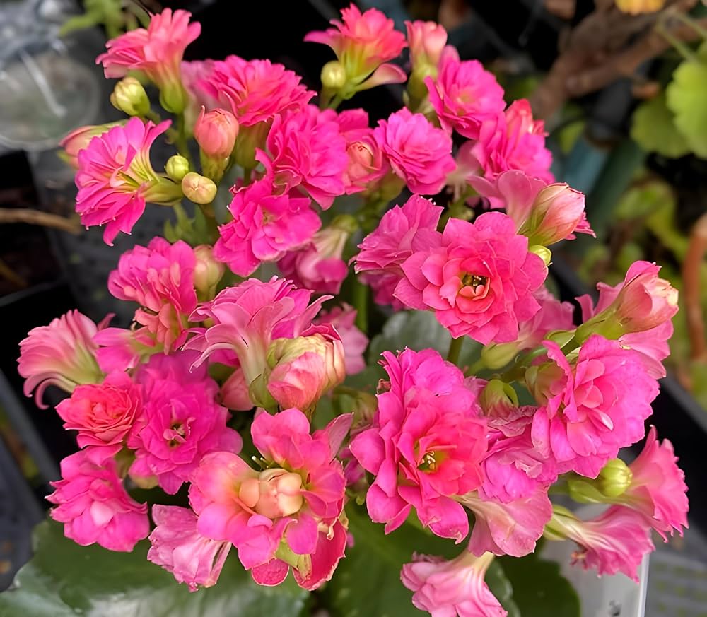 Bees Plant Hub Pink Kalanchoe (Blossfeldiana) All Time Flowering Live Plant