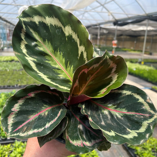 Bees Plant Hub Calathea | Indoor Plant
