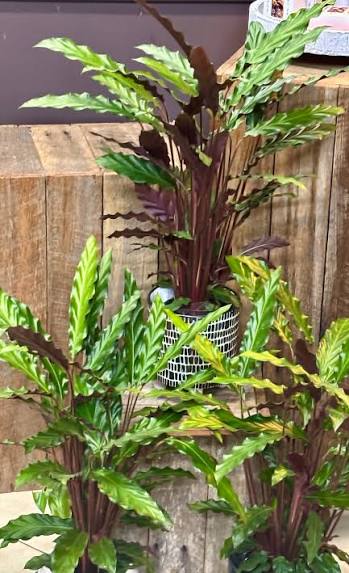 Bees Plant Hub Calathea Rufibarba | Indoor Plant