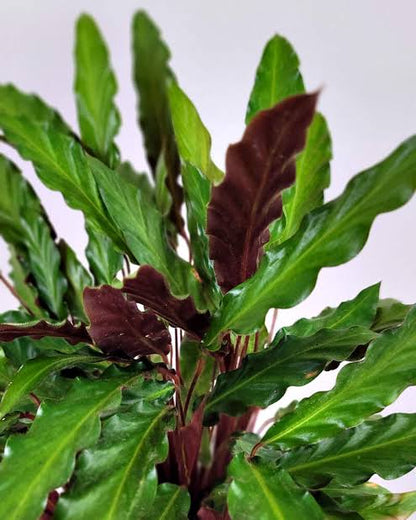 Bees Plant Hub Calathea Rufibarba | Indoor Plant