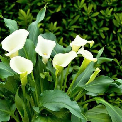 Bees Plant Hub White Calla Lily (Zantedeschia aethiopica) Flowering Live Plant