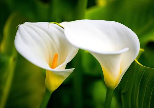 Bees Plant Hub White Calla Lily (Zantedeschia aethiopica) Flowering Live Plant