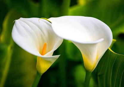 Bees Plant Hub White Calla Lily (Zantedeschia aethiopica) Flowering Live Plant