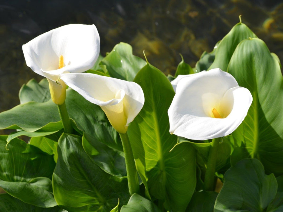Bees Plant Hub White Calla Lily (Zantedeschia aethiopica) Flowering Live Plant