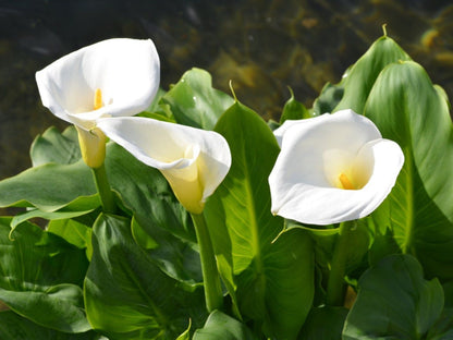 Bees Plant Hub White Calla Lily (Zantedeschia aethiopica) Flowering Live Plant