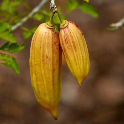 Candle fruit / Parmentiera edulis Rare Fruit Live Plant
