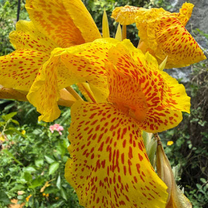 Bees Plant Hub Canna Picasso  Flowering Live Plant