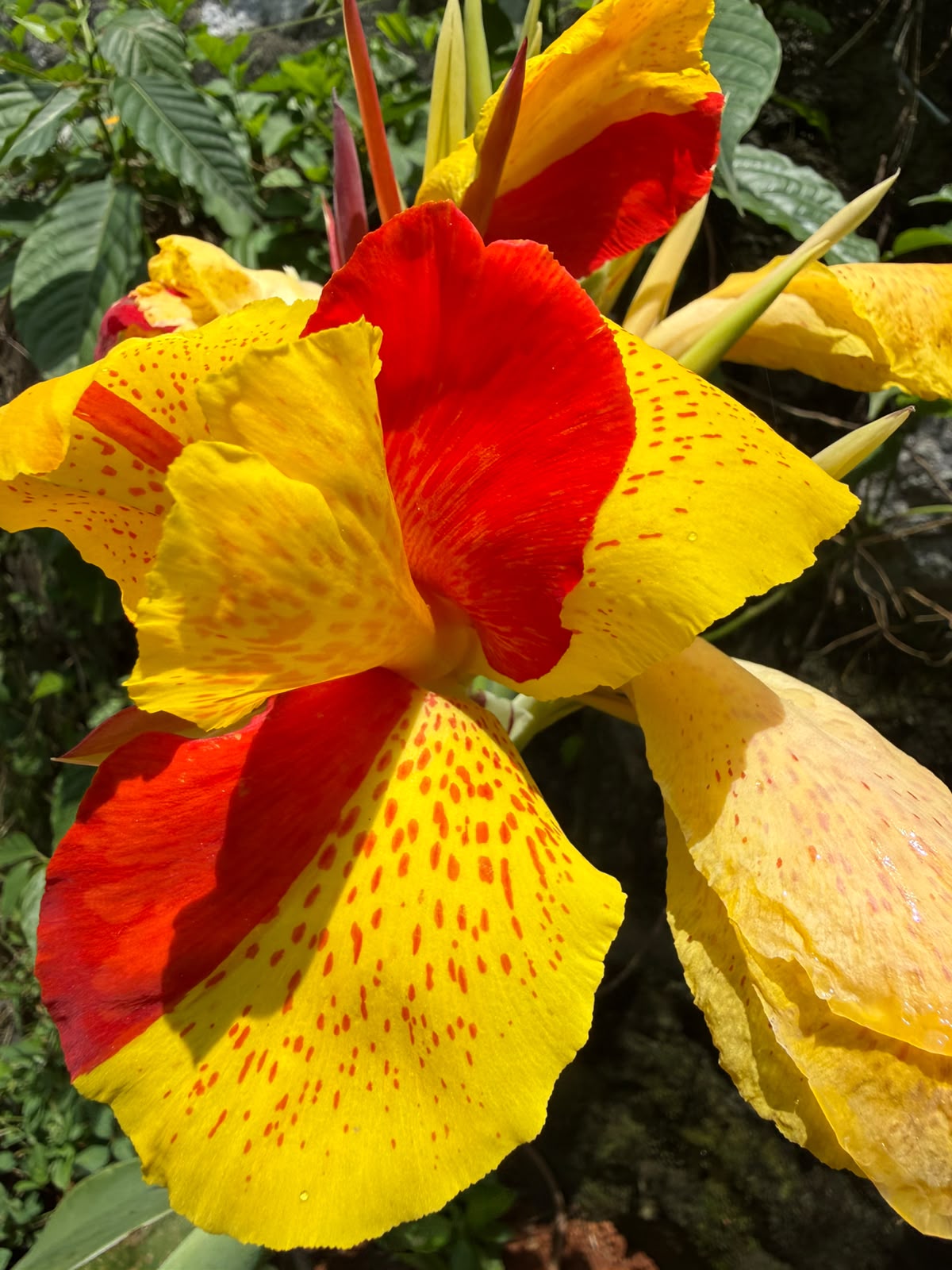 Bees Plant Hub Canna Cleopatra Flowering Live Plant