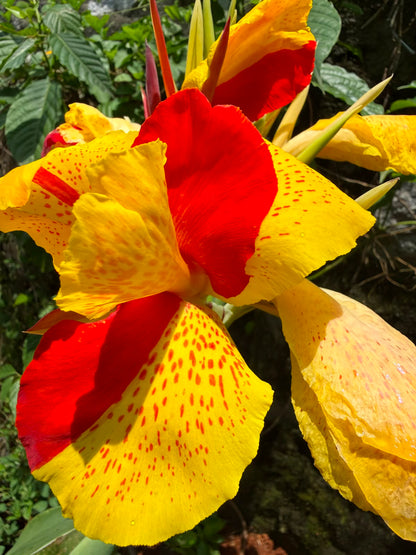 Bees Plant Hub Canna Cleopatra Flowering Live Plant