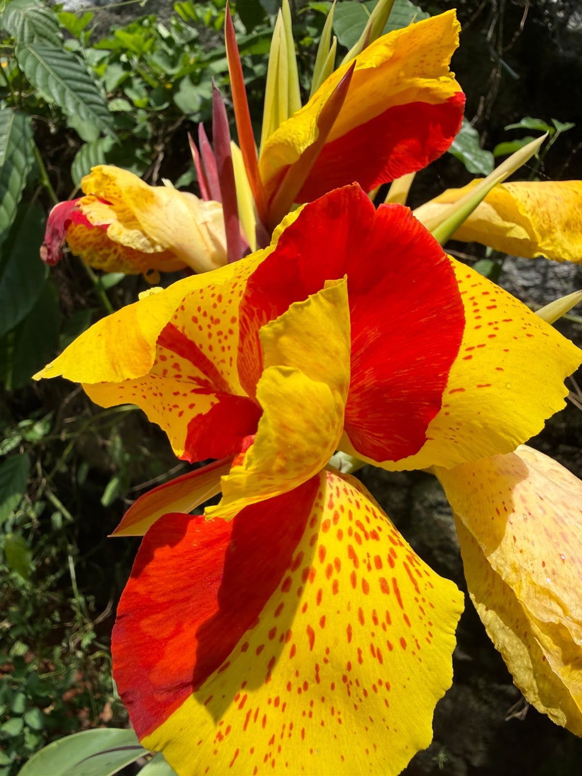 Bees Plant Hub Canna Cleopatra Flowering Live Plant