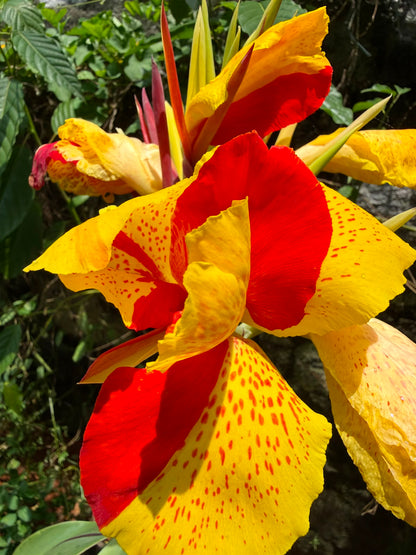 Bees Plant Hub Canna Cleopatra Flowering Live Plant