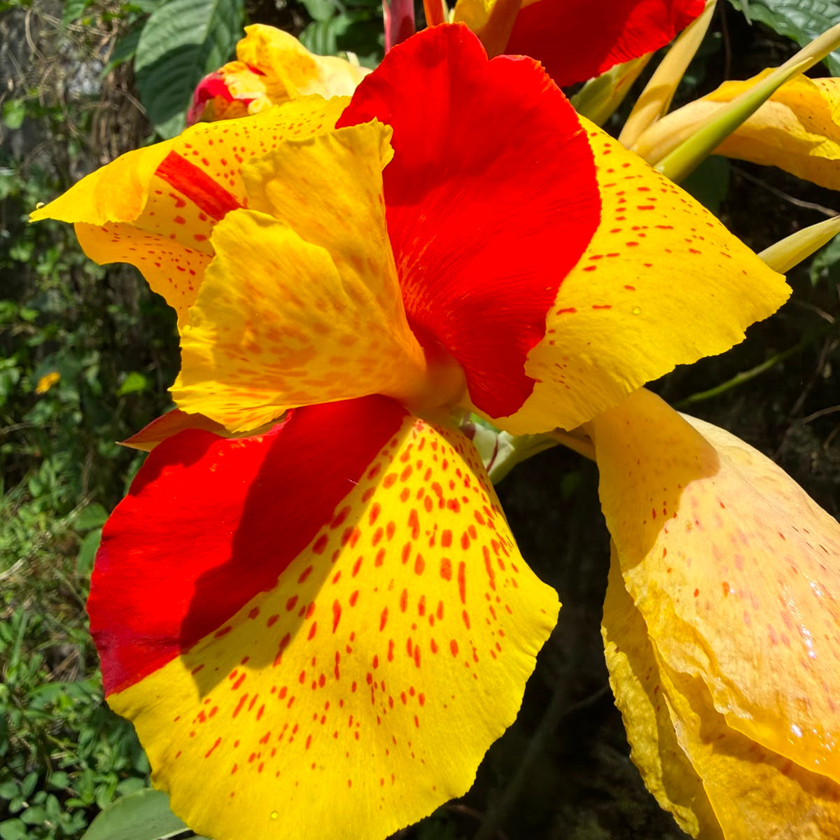Bees Plant Hub Canna Cleopatra Flowering Live Plant