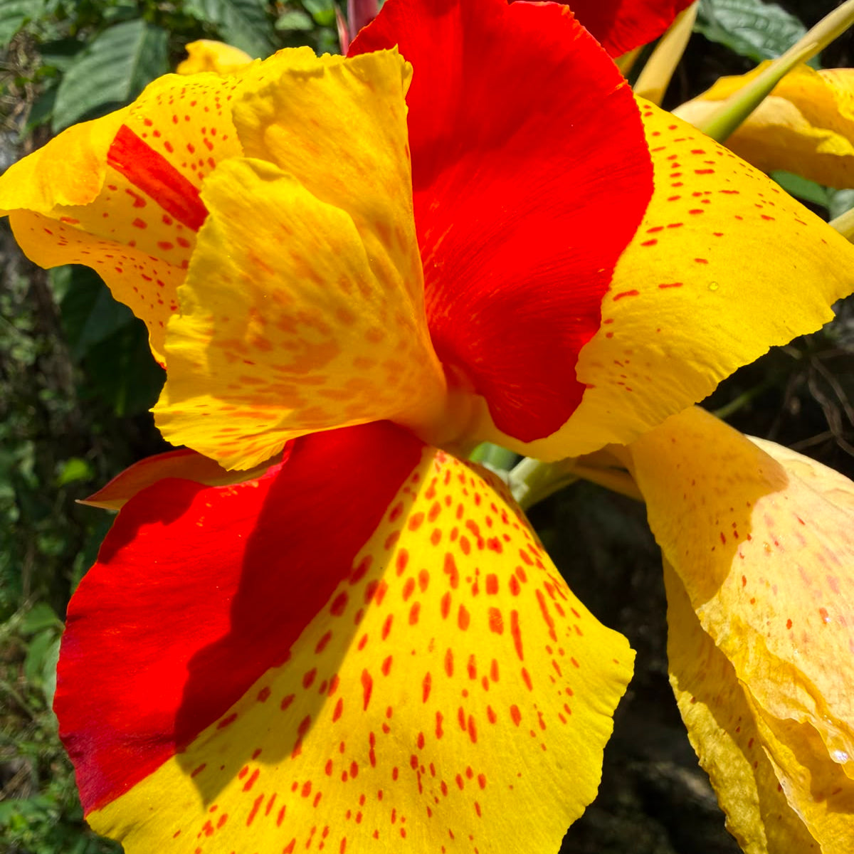 Bees Plant Hub Canna Cleopatra Flowering Live Plant