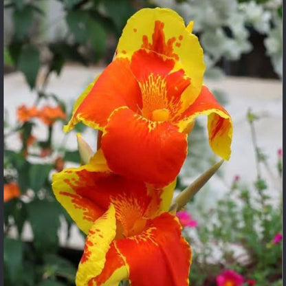 Bees Plant Hub Canna Yellow King Humbert Flowering Live Plant