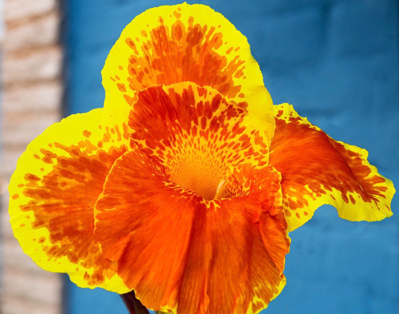 Bees Plant Hub Canna Yellow King Humbert Flowering Live Plant