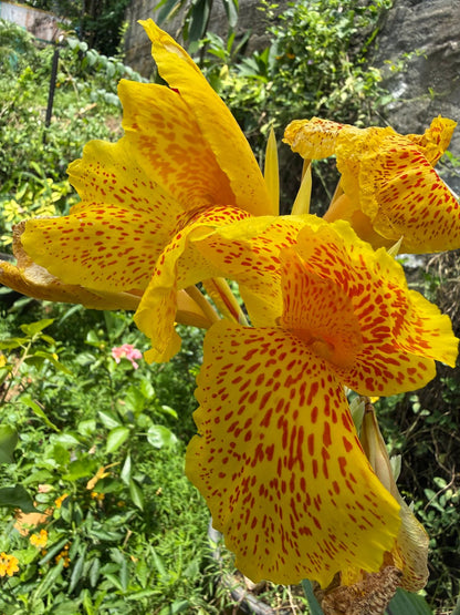 Bees Plant Hub Canna Picasso  Flowering Live Plant