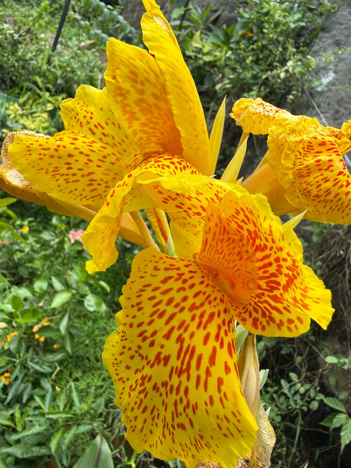 Bees Plant Hub Canna Picasso  Flowering Live Plant