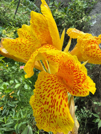 Bees Plant Hub Canna Picasso  Flowering Live Plant