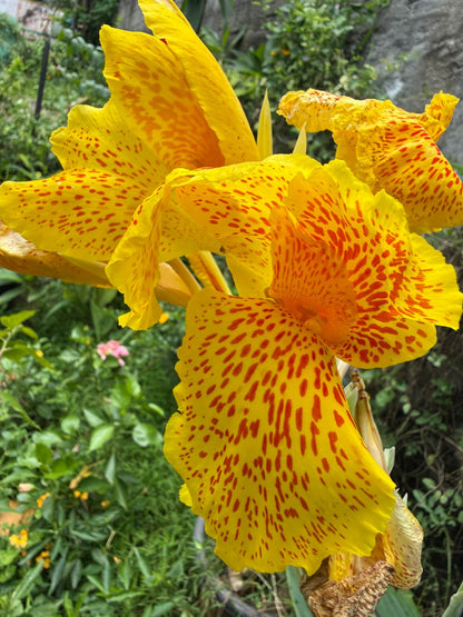 Bees Plant Hub Canna Picasso  Flowering Live Plant