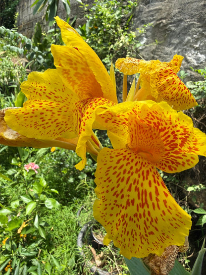 Bees Plant Hub Canna Picasso  Flowering Live Plant